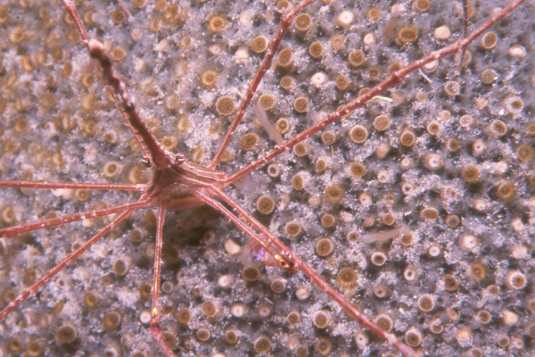 arrow crab.jpg