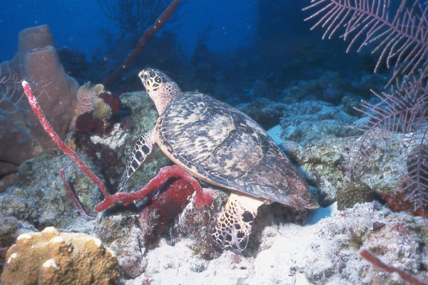 green sea turtle.jpg