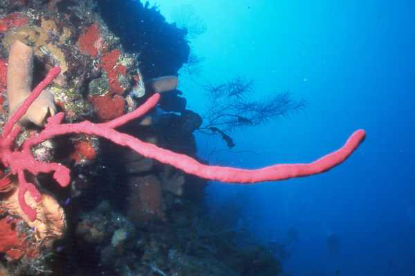 red rope sponge.jpg