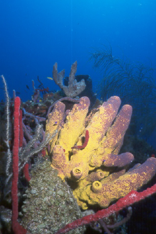 yellow tube sponges.jpg