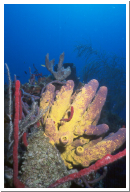 Yellow Tube Sponges.jpg