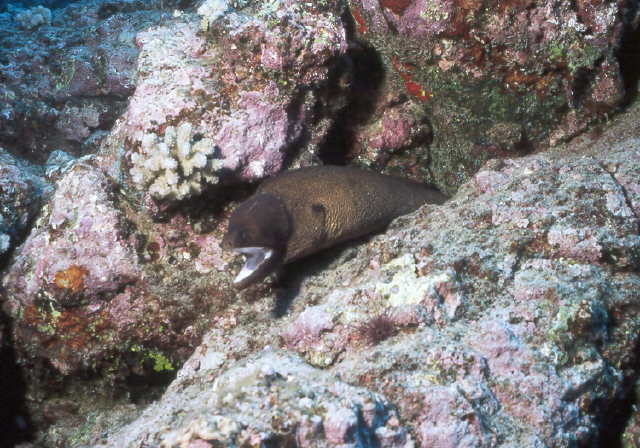 cottonmouth eel.jpg