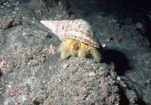 hairy hermit crab.jpg