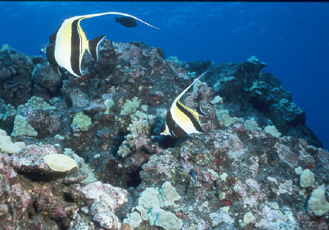 moorish idols.jpg