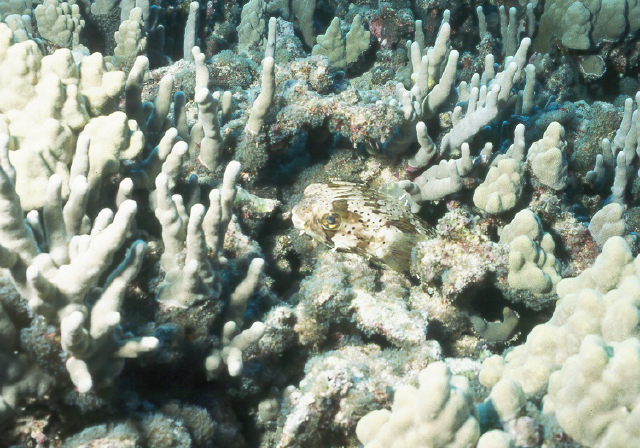 porcupinefish.jpg