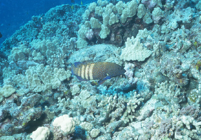 rainbow grouper.jpg