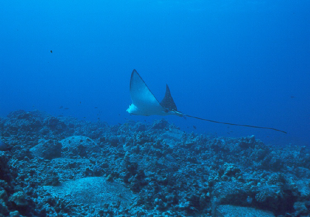 spotted eagle ray.jpg