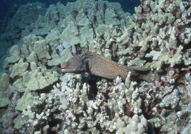 spotted moray.jpg