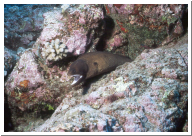 Cottonmouth Eel.jpg