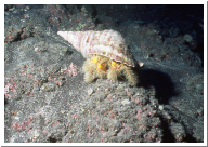 Hairy Hermit Crab.jpg