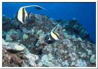 Moorish Idols.jpg