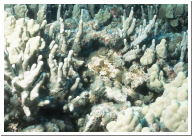 Porcupinefish.jpg