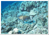 Rainbow Grouper.jpg