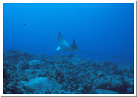 Spotted Eagle Ray.jpg