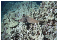 Spotted Moray.jpg