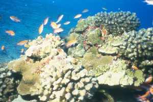 bi-colored anthias.jpg