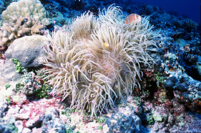 clownfish and anemone.jpg
