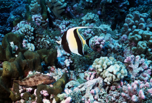 moorish idol.jpg