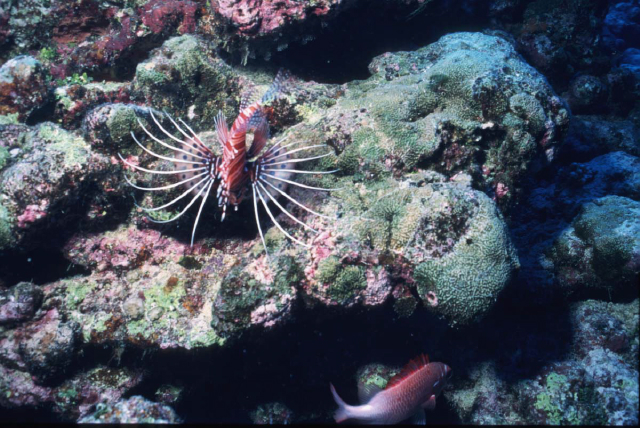 turkeyfish.jpg